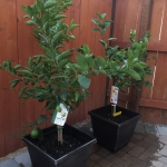 28C59B14-4D5B-40C5-B6B3-C47BFC715C22